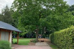 Venray Groen boomverzorging