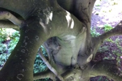 bomen_venray