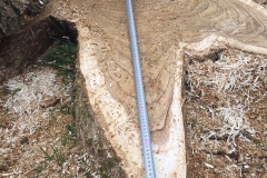 venray_groen_diameter_boom