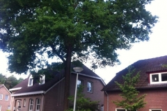 boomverzoring_woning_venray