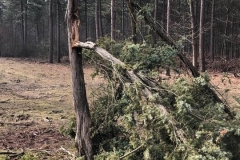 natuur_boomverzorging_venraygroen